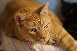 猫,懒,动物