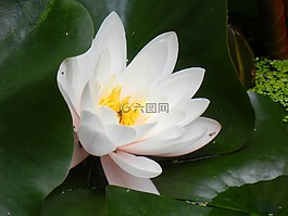 睡莲,独独黄,白