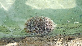 海滩,海胆,特写