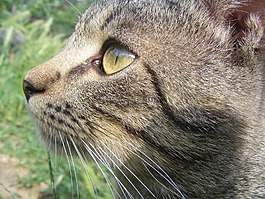 猫,手表,本布尔
