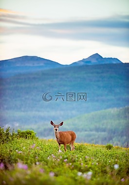 鹿,山,野生动物