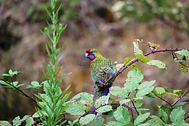鹦鹉,赤红,罗莎