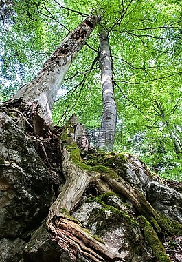 落叶林,树木,衰变