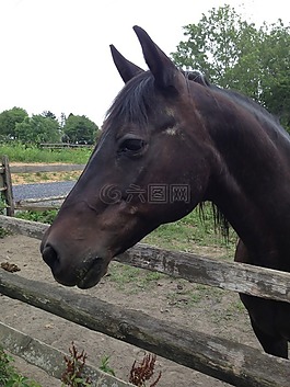 马,头,马匹