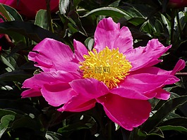粉红色,花,粉红色的花