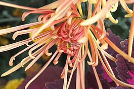 橘红色,菊花,重阳节