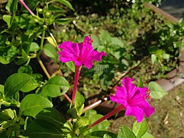 植物,牽牛花,五月