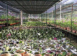 温室,兰花,播种
