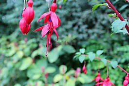 樱,秋季,花卉