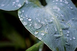 叶子,绿叶,厂