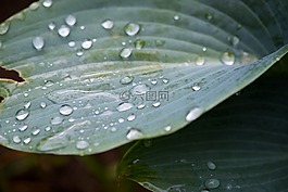 叶子,绿叶,厂