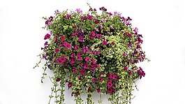 吊篮,鲜花,挂