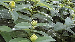 圣约翰草,大杯-圣约翰草,鲜花