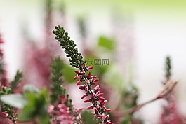 希瑟,花,秋