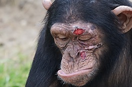 黑猩猩,哺乳动物,损伤