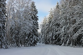 冬季道路,冬季景观,冬季