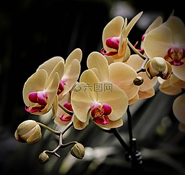 蝴蝶兰,鲜花,黄色