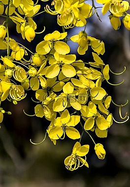 金色的花图片 金色的花素材 金色的花模板免费下载 六图网