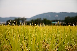 稻田,国家,苏拉威西