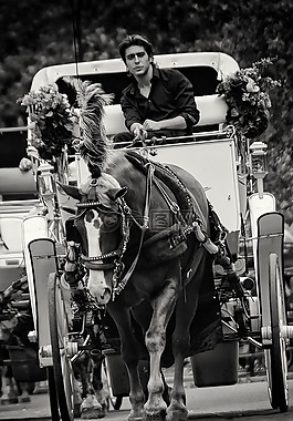 英俊,中央公园,纽约