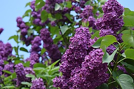 鲜花,紫丁香,紫丁香花