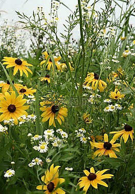 锥花,黄色的花,野生花卉