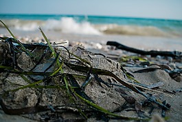 海,草,海滩