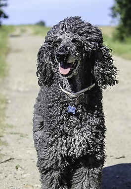 标准贵宾犬,旧标准狮子狗,ungroomed狮子狗