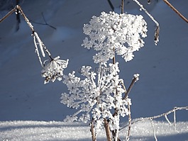 冰花,冬天,雪花