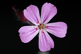花,粉红色的花,鲜花