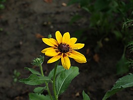 rudbekia雙色,雙色黑心菊,花