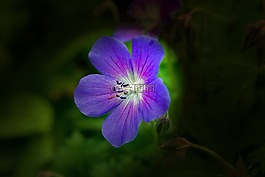 花开花,蓝色,蓝色花