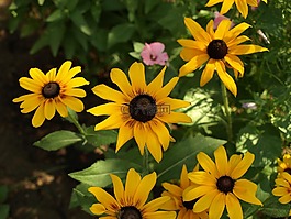rudbekia双色,双色黑心菊,花