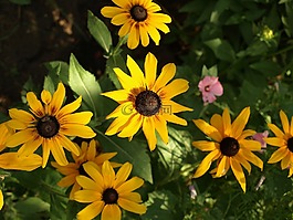 rudbekia双色,双色黑心菊,花
