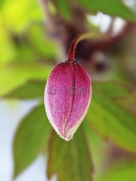 花,粉红色,粉红色的花
