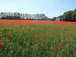 罂粟,alnarp,skåne
