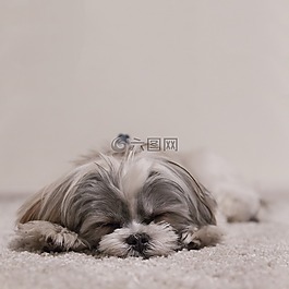 狗,睡眠,西施