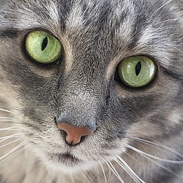 猫,绿色的眼睛,可爱