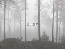 雾,森林,有雾