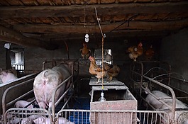 猪,猪场,八戒