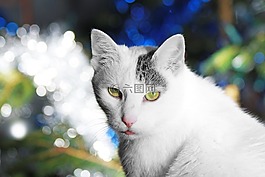猫,圣诞,白