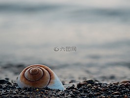 海贝壳,贝壳,海