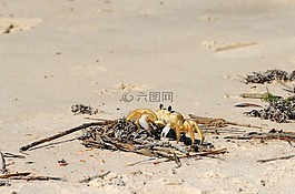 沙蟹,海滩,野生动物