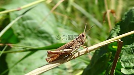 蚱蜢,昆虫,蝗虫