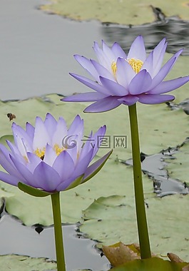 花,睡莲,湖