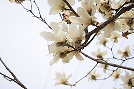 风景,鲜花,洁白