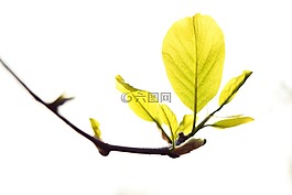 阳光,叶子,植物