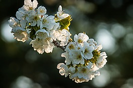 樱花,盛开,白