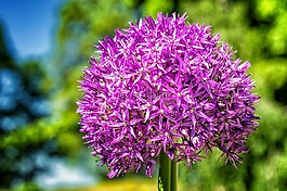 花,开花,球韭菜