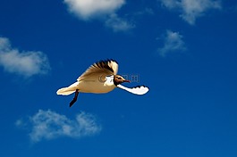 黑鸥,鸥,himmel